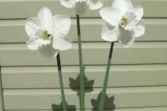 Bill's Brilliant Blooms!