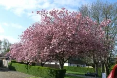 Bill's Beautiful Blossom (Jean's too but that spoils the alliteration!)