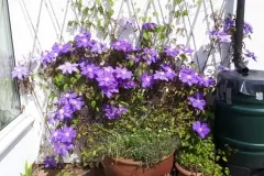 Clematis Lasustern.
