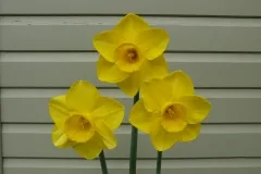Bill's Brilliant Blooms!