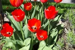 These were 3 bulbs 2 years ago each group planted between the front lavender bushes..