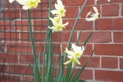 Nicky's Exotic Mystery daffodils look better from underneath!