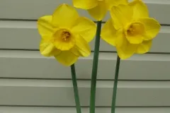 Bill's Brilliant Blooms!