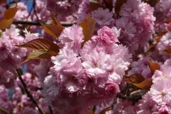 Close up of the blooms