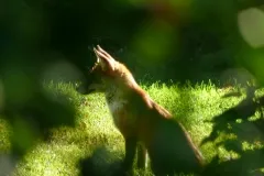 A beautiful shot of a guest at Bill and Jean's.