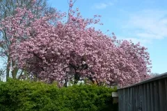 View from Bill and Jean's bedroom window. Why get up?