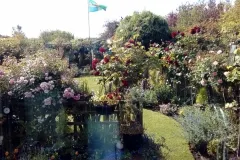 Beautiful roses from Isobel.