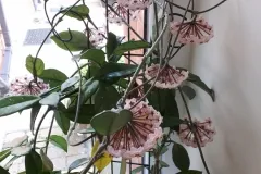 The Hoya did well after a severe haircut this year.